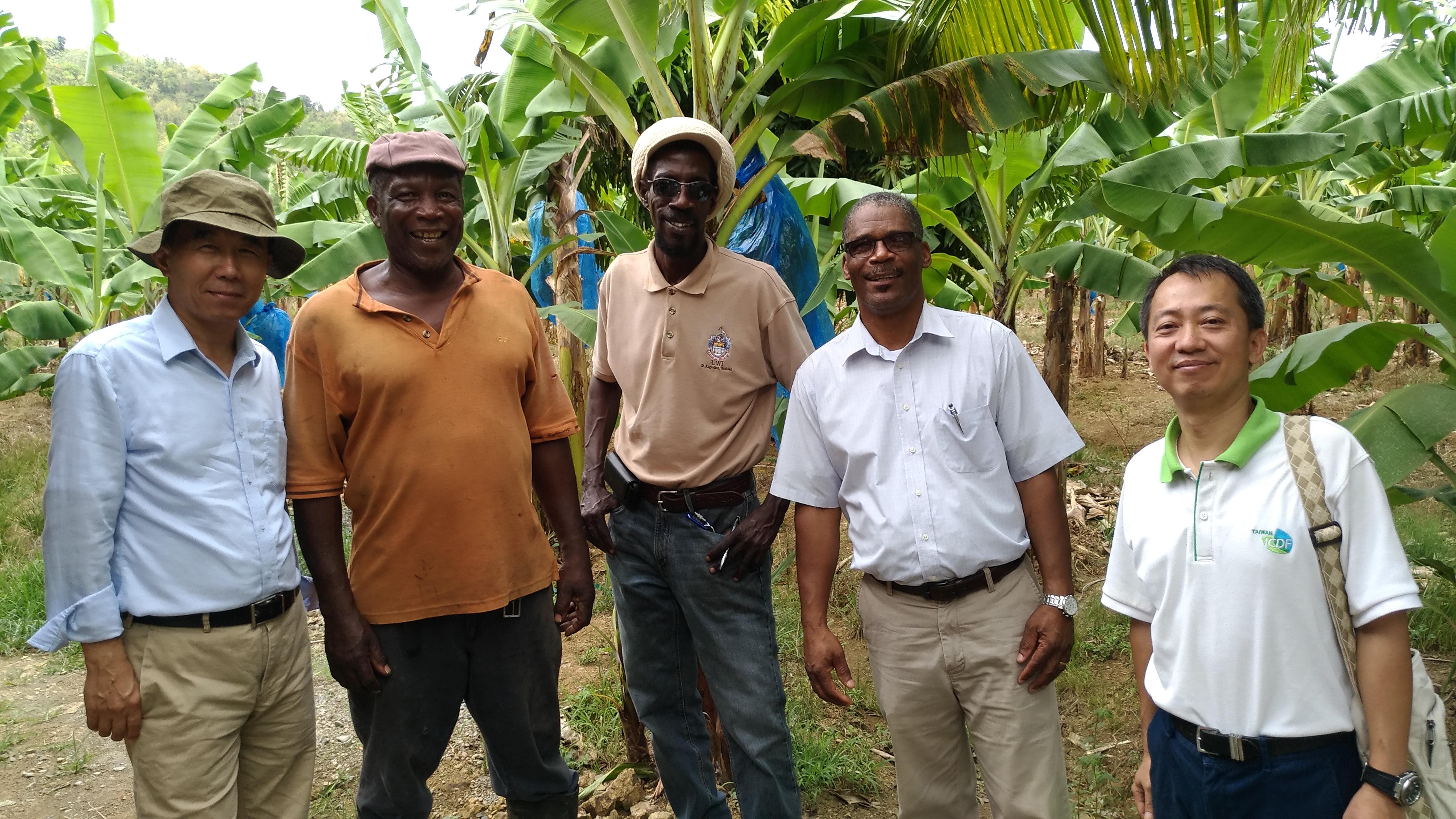Taiwan Banana expert Dr. Chih-Ping Chao (left) and the leader of Taiwan technical mission in Saint Lucia Mr. Vincent Yang (right) together with local farmers