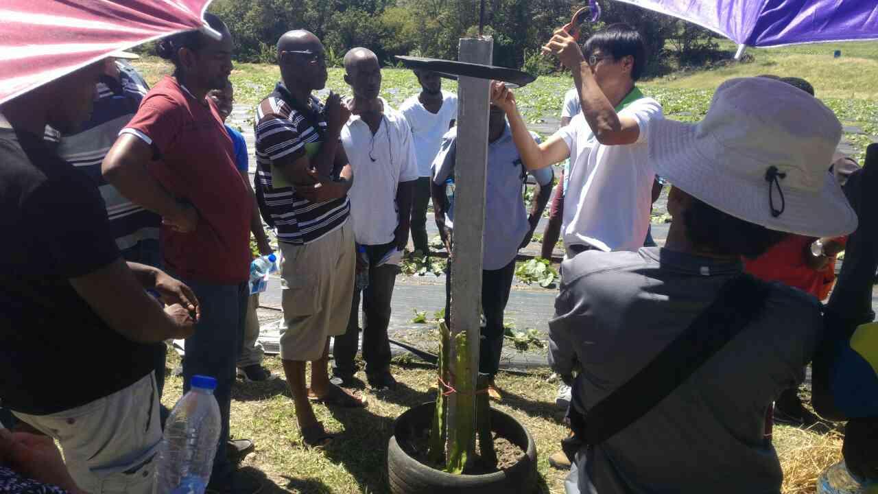 Mr. Tim Shiau, Taiwan agriculture expert, demonstrating how to set up pole and plantlets for pitaya