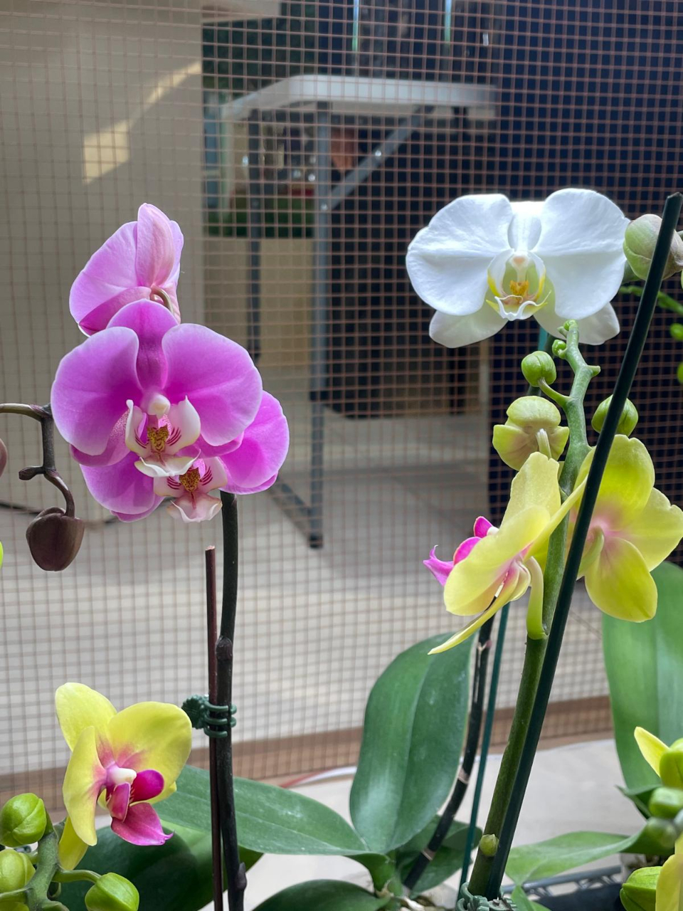 駐巴林技術團配合巴林市政暨農業部參加本年2月間舉行的園藝展，提供組培計畫成果展覽。