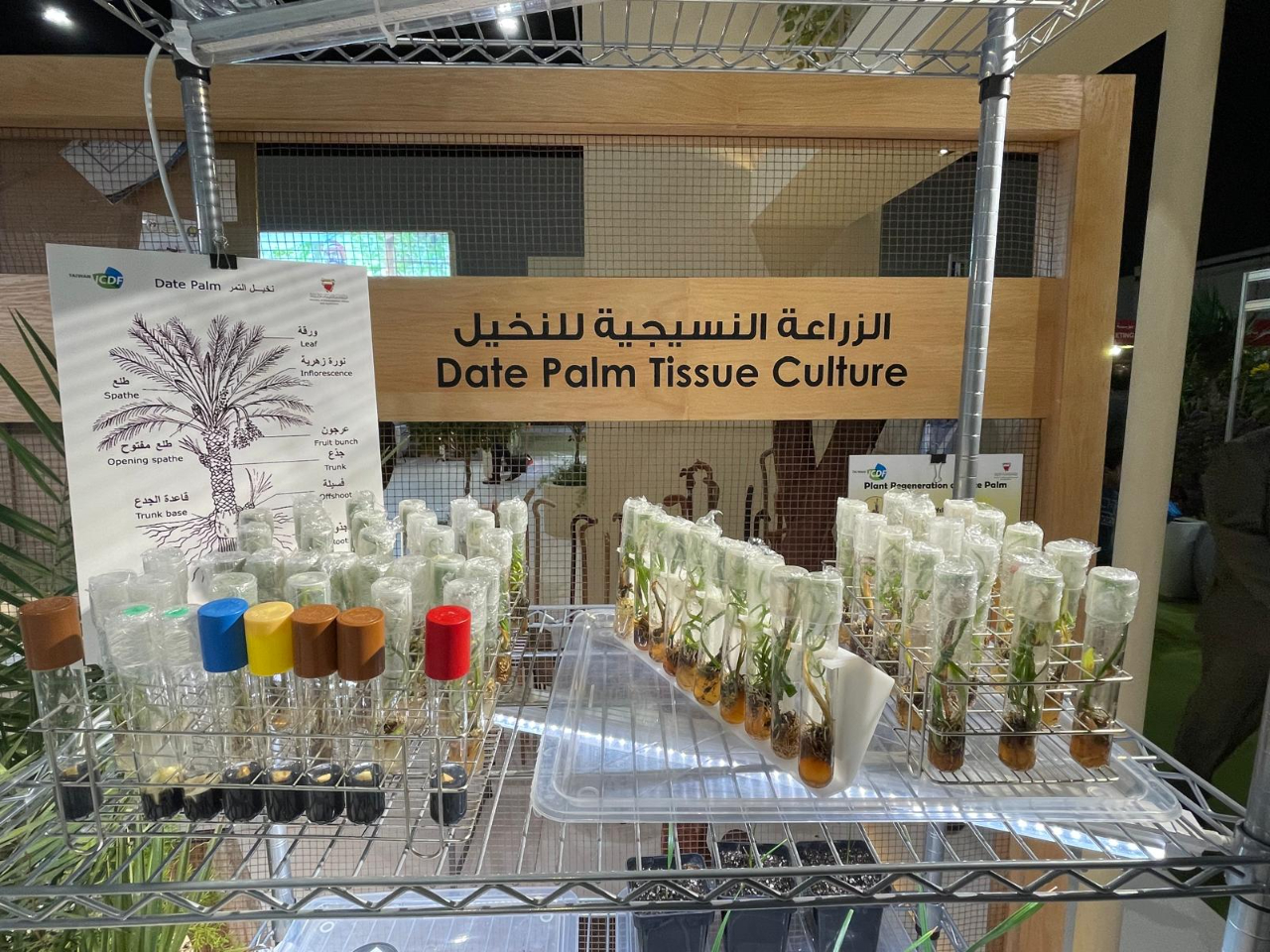 駐巴林技術團配合巴林市政暨農業部參加本年2月間舉行的園藝展，提供組培計畫成果展覽。