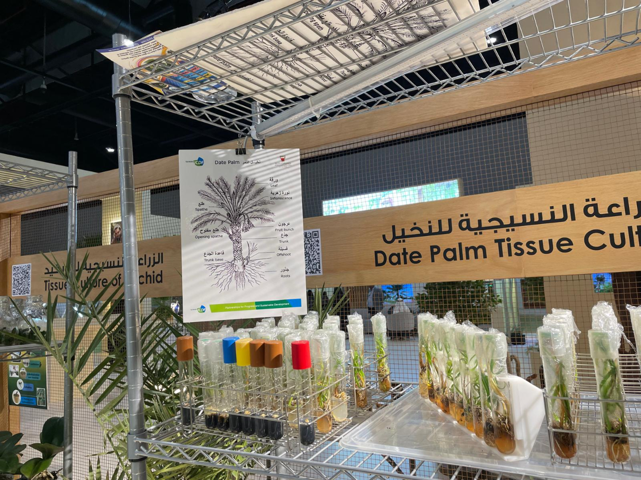 駐巴林技術團配合巴林市政暨農業部參加本年2月間舉行的園藝展，提供組培計畫成果展覽。