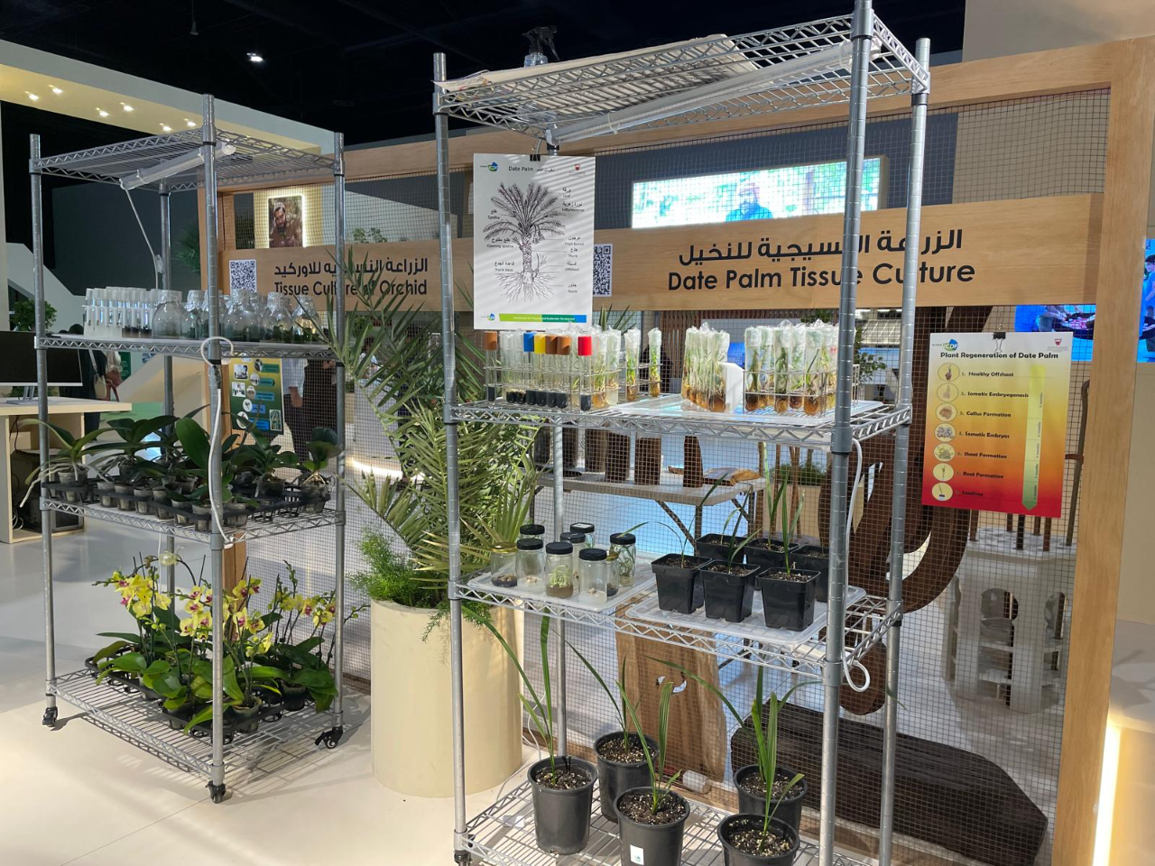 駐巴林技術團配合巴林市政暨農業部參加本年2月間舉行的園藝展，提供組培計畫成果展覽。