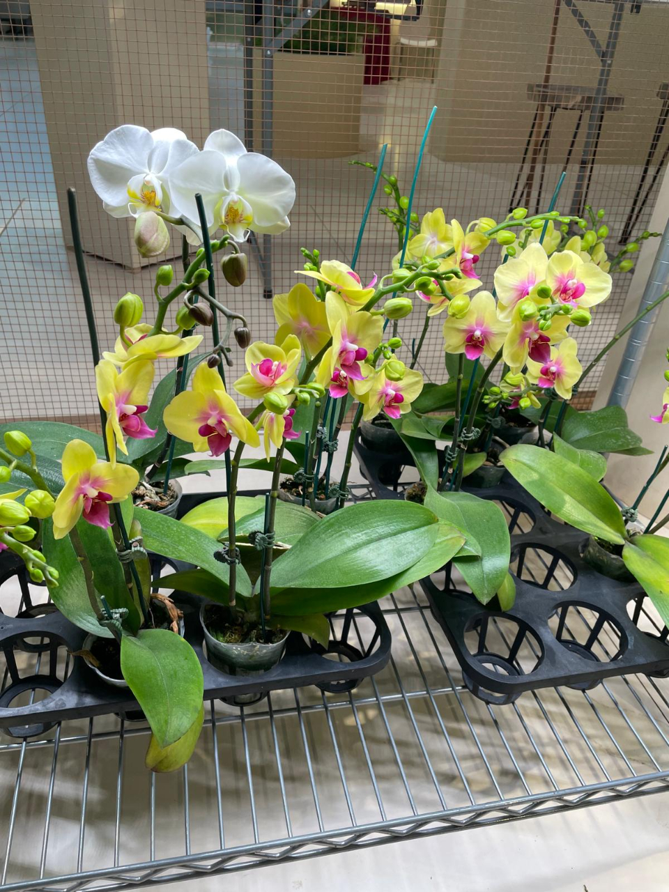 駐巴林技術團配合巴林市政暨農業部參加本年2月間舉行的園藝展，提供組培計畫成果展覽。