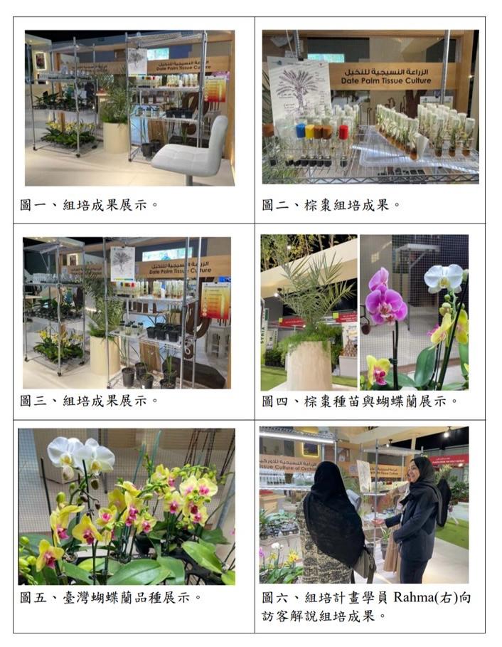 駐巴林技術團配合巴林市政暨農業部參加本年2月間舉行的園藝展，提供組培計畫成果展覽。