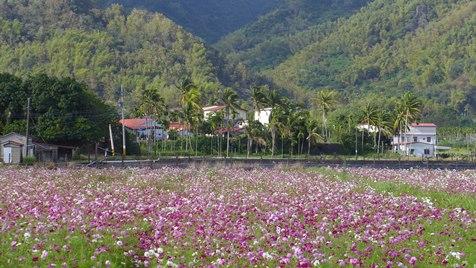 台湾の南部、高雄市美濃区は客家人が多く暮らしている土地として知られています。高雄の市街地からは４０キロほどの距離があり、田舎らしい風情に満ち溢れています。ここは台湾屈指の農業地帯となっており、いつ訪れても豊かな農村風景が楽しめます。その歴史は戦前に遡り、潅漑用水が整備されたことがきっかけとなり、開発が進みました。かつてはタバコやサトウキビなど、商品作物の栽培で知られていましたが、現在は稲作を中心に果実や野菜の栽培が盛んとなっています。最近は花卉栽培も盛んになっているので、こういった花畑を訪ねる楽しみもあります。色彩豊かな花々の美しさに圧倒されるはずです。美濃のバスターミナル周辺にはレンタサイクルのショップが何軒かありますので、これを利用すると行動範囲が広がるでしょう。
