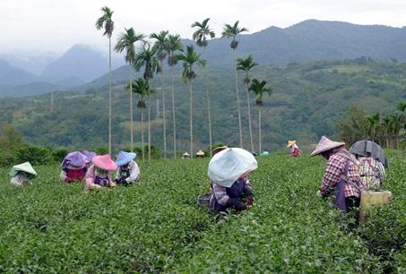 花蓮県瑞穂郷舞鶴台地。ここは高い知名度を誇る台湾茶の産地です。十数年前からは｢無毒農業｣を謳った無農薬栽培が推進され、｢蜜香紅茶｣という新品種が注目されるようになっています。農薬を用いない茶畑では「ウンカ」と呼ばれる小さな虫が発生し、これが茶葉を噛むことによって発酵が促されます。これにより、茶葉は熟成したフルーツやハチミツのような独特な香りが出るようになります。ある優良茶農家によれば、当初は消費者になかなか受け入れてもらえなかったと言いますが、不断の改良が続けられた結果、国際コンテストで金賞を受賞するほどまでに品質が向上しました。現在は幅広く受け入れられており、舞鶴台地における主力商品になっています。以前はウンカが発生する初夏から秋にかけての時期だけ栽培されていましたが、最近では気候の変化により、ほぼ一年中栽培されるようになっています。産地では茶摘み体験などもできるので、行楽客にも注目されています。