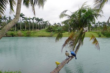 花蓮県の寿豊郷（郷は日本の村に相当する行政単位）の｢雲山水」は、人造湖である｢夢幻湖｣と落羽松(ラクウショウ)が絶景を織りなしている景勝地。落羽松とは北アメリカ原産の落葉針葉樹で、沼地に自生します。ここでは湖の岸辺に落羽松が聳え立ち、深い森を形成しています。特に秋を迎えると葉がほんのりと色づくため、台湾では珍しい紅葉の景色が眺められます。最近はそういった光景が知られるようになり、行楽客の数が徐々に増えていると言います。広大な敷地内には複数の業者がペンションや民宿を経営し、欧米風のロッジが点在しています。現在のところ、知名度は高くありませんが、その分、手つかずの自然が残り、神秘的な雰囲気が保たれています。湖畔ではアヒルや水鳥が飼われており、カラフルな鳥のオブジェなども設けられています。屋外カフェなどもあるので、のんびりとくつろぎのひと時を過ごしたいものです。