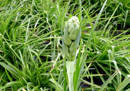 台湾は農業の品種改良が盛んな土地です。最近は新しい野菜が増えており、話題となっています。｢晩香玉筍｣もその一つ。これは日本人にも馴染みの深い｢夜来香(イエライシャン)｣と呼ばれる花の蕾と茎の部分にあたります。日本語の正式名称は「チューベローズ」。アスパラガスに似た形状と食感で、西洋料理レストランなどでは高級食材として用いられています。もともとは数年前に雲林県虎尾鎮に住む花農家が花の市場価格が落ち込んだ際、蕾と茎の部分を野菜として売り出したのが始まりとされています。2010年にシンガポールで開かれた国際美食展の食材部門で優勝し、たちまち注目を集めるようになりました。最近ではオーガニック農業が盛んな花蓮県でも栽培され、特に花蓮県吉安郷では四大農作物の一つとなっています。高繊維質かつ低カロリーの野菜なので、健康食材としても評価されています。台湾が誇るニューフェイスの野菜。見かけたらぜひ味わってみましょう。