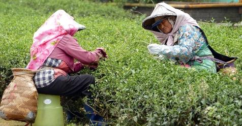 数ある台湾茶の中でも特に人気が高いのが「東方美人茶」です。発酵度が紅茶に近く、質のよいものはハチミツのような香りがすると言われています。この茶葉は台湾北部で栽培されており、新竹県の峨眉や苗栗県の頭份、桃園市の龍潭などが産地となっています。東方美人茶は「小緑葉蟬（ウンカ）」と呼ばれる小さな虫が葉を噛むことによって発酵が進むと言われ、これによって独特な味わいとなります。茶葉をよく観察すると、葉の縁が赤っぽくなっており、芽の部分がやや曲がっているのがわかります。これはウンカが嚙んだことによるもの。同じ畑の中でも、ウンカは風通しの悪いところを好んで棲息するため、畑の周りを壁で囲んでいる茶農家も見られます。茶摘みの女性たちは平均60～70歳とやや高齢ですが、茶摘みの様子を眺めていると、熟練の業が光ります。手際よく、そして丁寧に、葉をひねるようにして摘んでいきます。茶摘みは早朝6時から8時間かけて炎天下の中で続けられます。こうした作業に支えられ、極上の東方美人茶は生まれます。