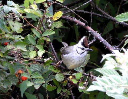 台湾は世界中のバードウォッチャーが注目する「鳥天国」。世界の中で台湾にだけ棲息する鳥も少なくありません。カンムリチメドリ（冠知目烏）は海抜1000～2800メートル程度の温帯林に棲息しています。中国語では「冠羽畫眉」と表記し、英名は「Taiwan Yuhina」、もしくは「Formosan Yuhina」と呼ばれます。この鳥はスズメ目メジロ科カンムリチメドリ属に属し、雌雄同色。風貌は何と言っても、茶色い「冠羽」が目立ちますが、つぶらな瞳も印象的です。台湾の山岳部では比較的よく見かけますが、身体は13センチほどと小さい上に、動きが素早く、撮影は容易ではありません。撮影の際は、樹木に目を付け、少し離れた場所に立ってじっと見つめます。よく動くので、その動いた先を凝視してレンズを向けます。阿里山や八仙山などで出会うことができます。