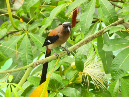 台湾では数々の鳥に出会うことができます。タイワンオナガ（樹鵲）は比較的よく目にする鳥で、台北市をはじめ、都市部においても公園などで出会うことができます。カラス科に属し、決して派手な色合いではありません。また、鳴き声も少し枯れたような独特の声をしています。この鳥は全長約34センチと大きめですが、「オナガ（尾長）」という名の通り、尾羽が全長の半分程度を占めています。色合いは黒をベースに、灰色と褐色の羽が混じります。嘴も特徴的で、黒くて太いだけでなく、下に湾曲しています。通常、樹木の上で群れをなして活動していることが多いのですが、単独でいることも少なくありません。全体が地味な色合いの鳥ですが、つぶらな瞳がかわいい印象です。
