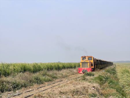 台湾はかつて「砂糖の島」と呼ばれるほど、製糖産業が盛んな島でした。特に中南部では、一面に広がるサトウキビ畑が印象的な光景として親しまれてきました。こういった畑で栽培されたサトウキビを運ぶのは長らく製糖鉄道でした。軌間762ミリの小さな鉄道ですが、かつては網の目のような路線網を誇っていました。オランダ統治時代にもたらされたという台湾の製糖産業ですが、日本統治時代に各設備が整備され、飛躍的な発展を遂げました。戦後も台湾経済を支える産業として君臨し、1960年代に最盛期を迎えました。しかし、砂糖の価格暴落と国際競争力の低下で衰退を強いられ、現在はサトウキビの運搬列車も虎尾を残すのみとなってしまいました。それでも12月から3月までの期間、一日3往復程度走ることがあり、多くの鉄道ファンが集まってきます。台湾らしさが感じられる風物詩として人気があります。