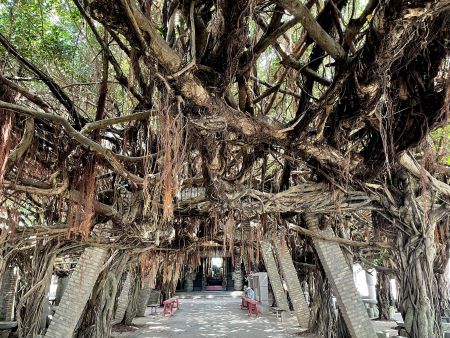 台湾海峡に浮かぶ澎湖諸島は「風の島」として知られています。特に冬場は北東から吹き付ける季節風に晒されるため、かなり強い風が吹き抜けます。植物たちもその影響を大きく受けています。澎湖のシンボルともなっている跨海大橋の手前には「通梁保安宮」という廟がありますが、ここの前に植えられている榕樹（ガジュマル）は、樹齢300年以上と伝えられる巨木。主幹はそれほどの太さではないのですが、無数の子幹が出ており、これが絡み合うように伸びています。さらに強い風に吹き付けられるため、上ではなく、横に大きく広がっています。その広さは660平方メートルに達しており、独特な景観となっています。人々からは「神木」として崇められています。廟で道中に安全をお祈りしたら、樹陰で一休みしてみてはいかがでしょうか。暑さも風もガジュマルが遮ってくれるはずです。