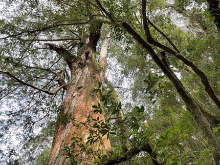 台湾北西部に位置する拉拉（ララ）山。ここは東アジア最大規模を誇る檜（ひのき）の巨木群生地として知られています。1986年には自然保護地区に指定されました。「拉拉山巨木区園区」の内部には巨大な神木が24本も聳えています。神木同士の距離が近く、歩を進めると、次々に巨木が現れる印象です。歩道がしっかりと整備されており、高低差も激しくないので、年配者や小さな子どもでも山歩きが楽しめます。それぞれに木の種類や太さ、高さ、樹齢などが記された看板が付けられています。24本の神木のうち、23本がベニヒで、1本が扁柏。樹齢は約500年から2800年までと様々です。太古の歴史を感じながら森林浴が楽しんでみましょう。また、拉拉山は神木ハイキングのみならず、春は桜の観賞スポット、夏は桃の産地としても知られています。